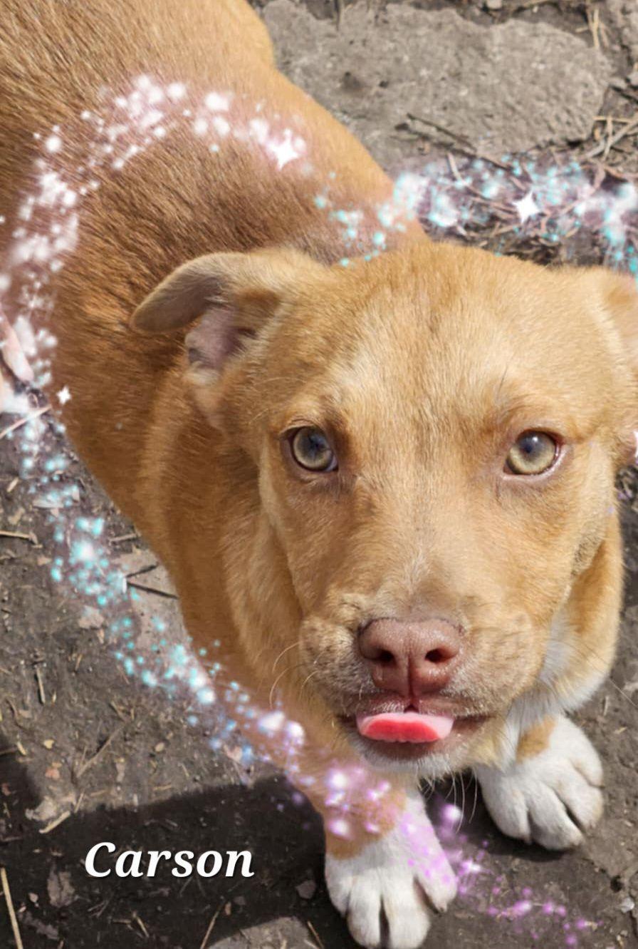 Carson, Baby Male Australian Cattle Dog / Blue Heeler