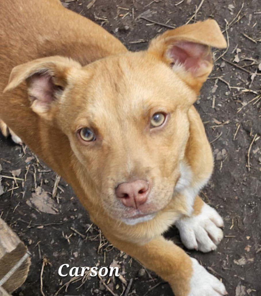 Carson photo 4