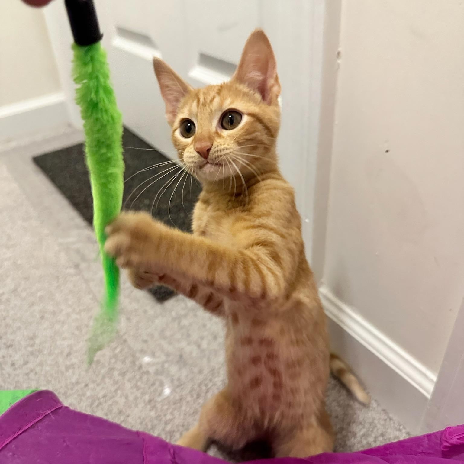 Enlarge Walker, a Adoptable Domestic Short Hair in Nashville, TN image 2/6