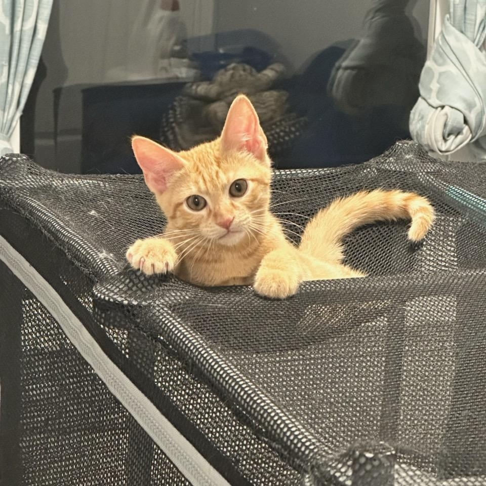 Enlarge Walker, a Adoptable Domestic Short Hair in Nashville, TN image 3/6