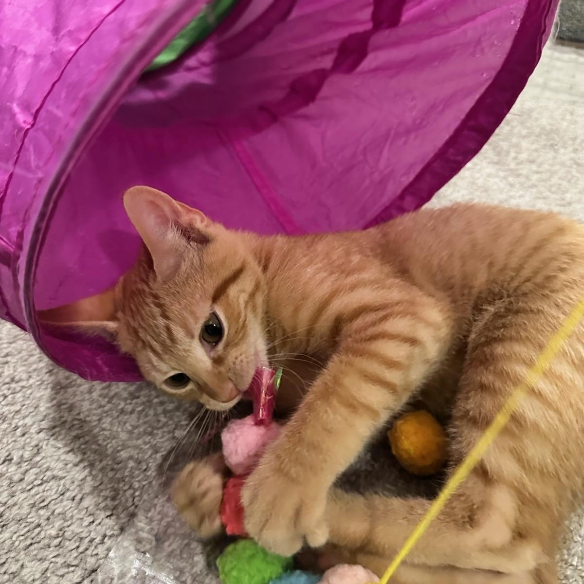 Enlarge Walker, a Adoptable Domestic Short Hair in Nashville, TN image 4/6