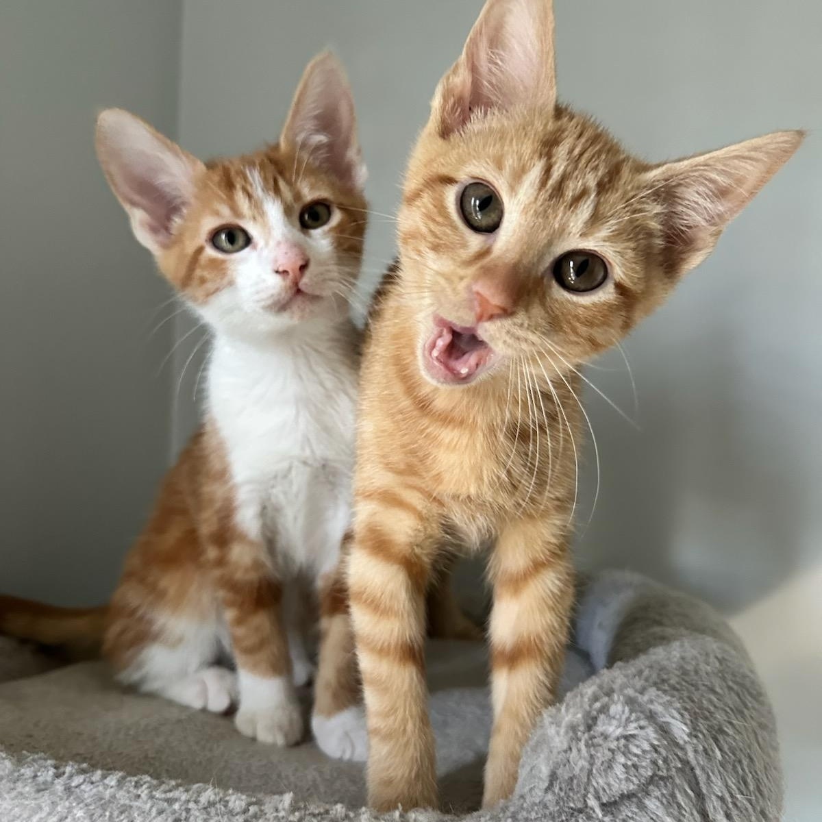 Enlarge Walker, a Adoptable Domestic Short Hair in Nashville, TN image 1/6