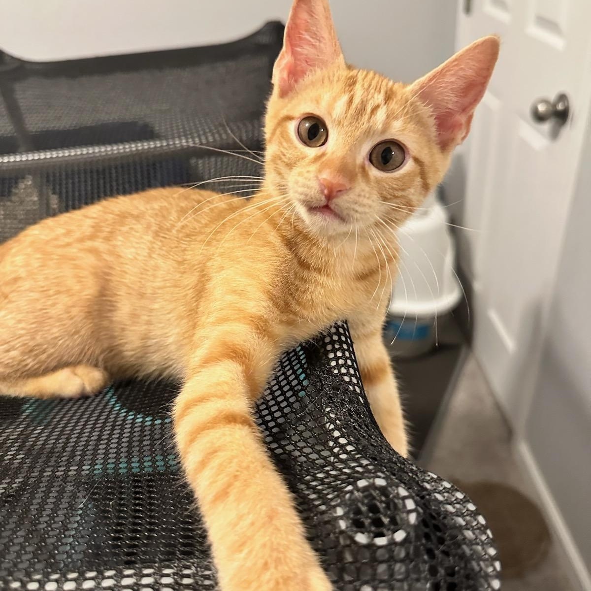 Enlarge Walker, a Adoptable Domestic Short Hair in Nashville, TN image 5/6