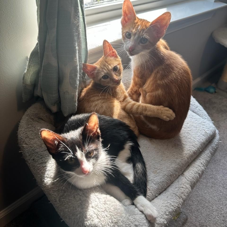 Enlarge Walker, a Adoptable Domestic Short Hair in Nashville, TN image 6/6