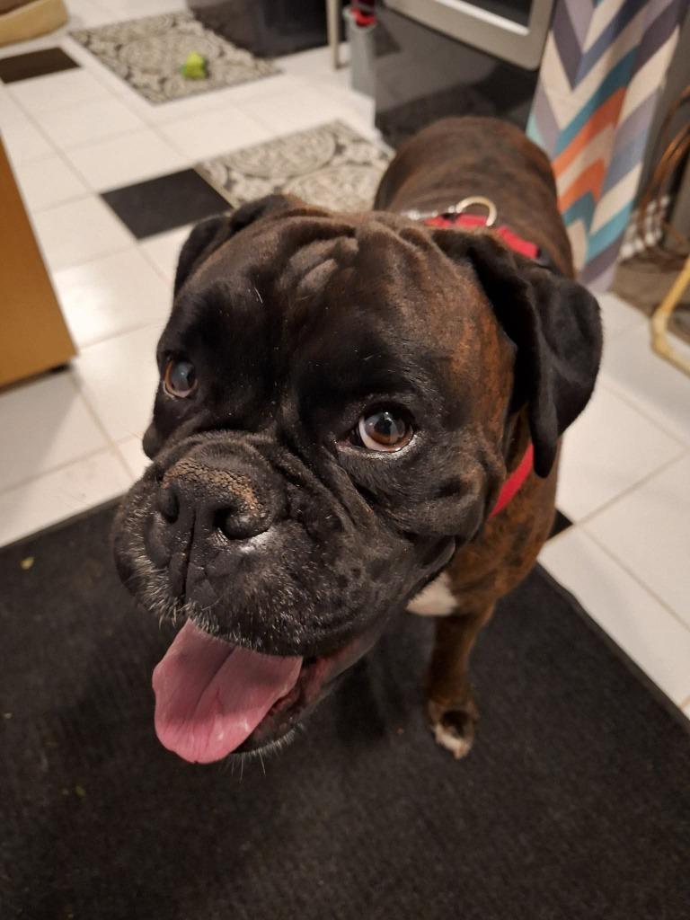 Walter, Adoptable, Adult Male Boxer.
