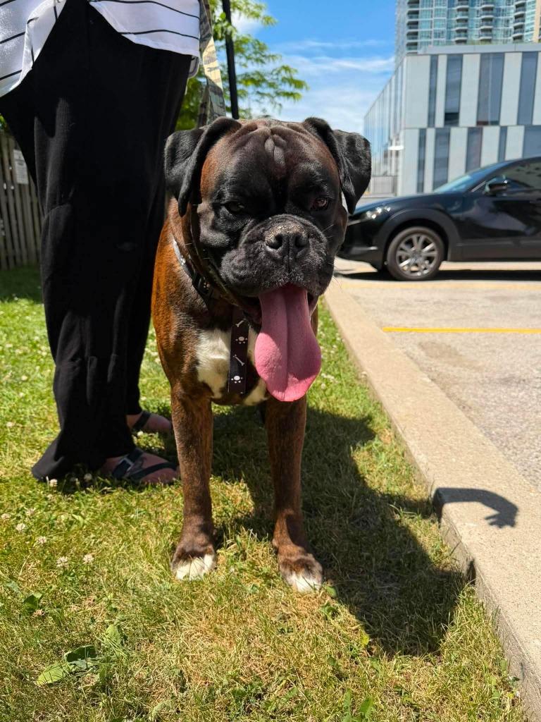Enlarge Walter, a Adoptable Boxer in Toronto, ON image 2/5