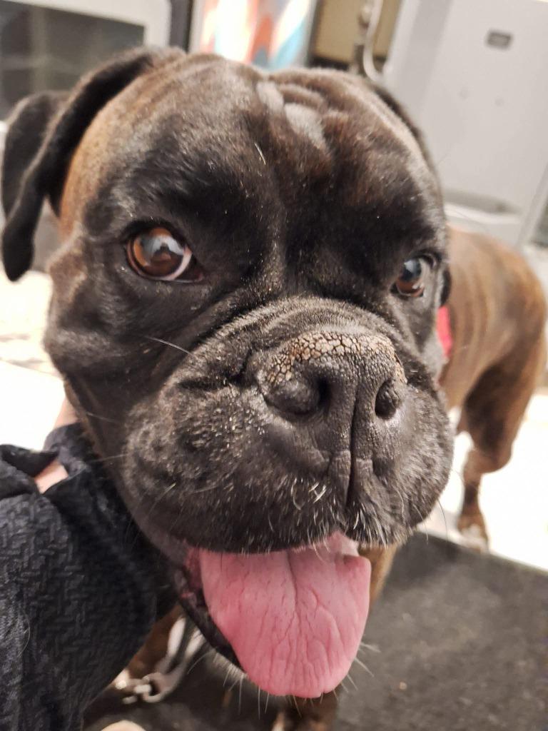 Enlarge Walter, a Adoptable Boxer in Toronto, ON image 3/5
