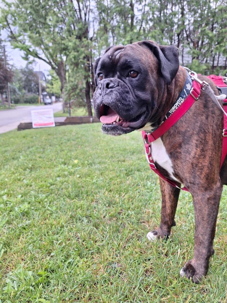 Enlarge Walter, a Adoptable Boxer in Toronto, ON image 4/5