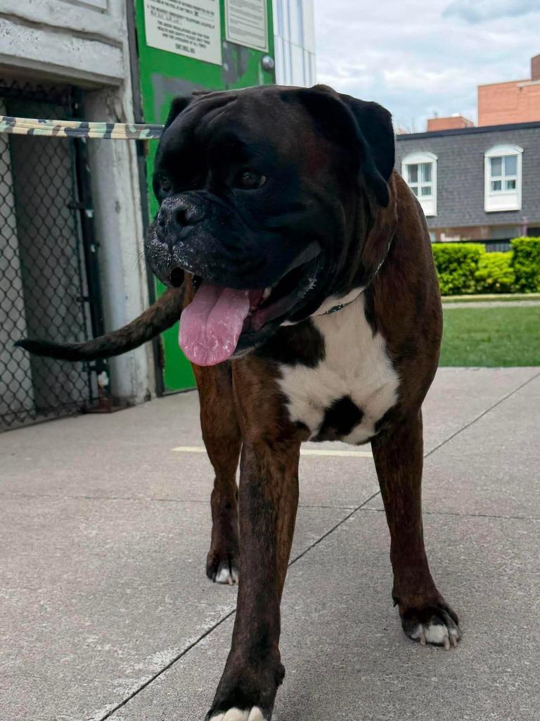 Enlarge Walter, a Adoptable Boxer in Toronto, ON image 5/5