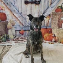 Enlarge Lucy , a Adoptable mixed breed in Woodbridge, CT image 3/3