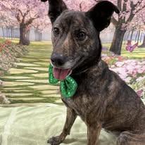 Enlarge Lucy , a Adoptable mixed breed in Woodbridge, CT image 2/3