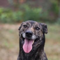 Enlarge Lucy , a Adoptable mixed breed in Woodbridge, CT image 1/3