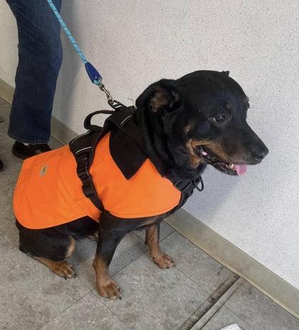 Journey, Adoptable, Adult Female Rottweiler & Mixed Breed.