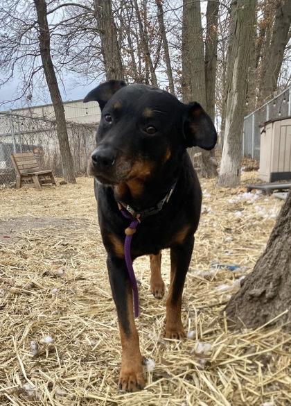 Journey, Adoptable, Adult Female Rottweiler & Mixed Breed.