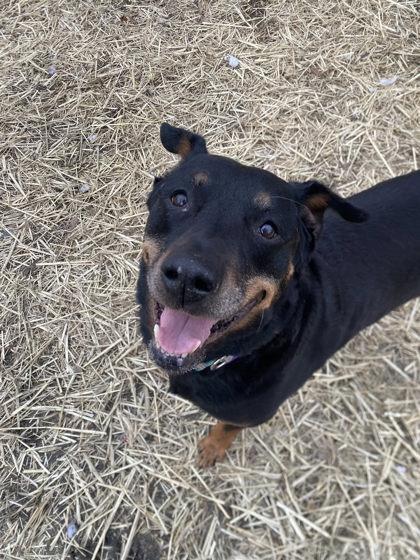 Journey, Adoptable, Adult Female Rottweiler & Mixed Breed.