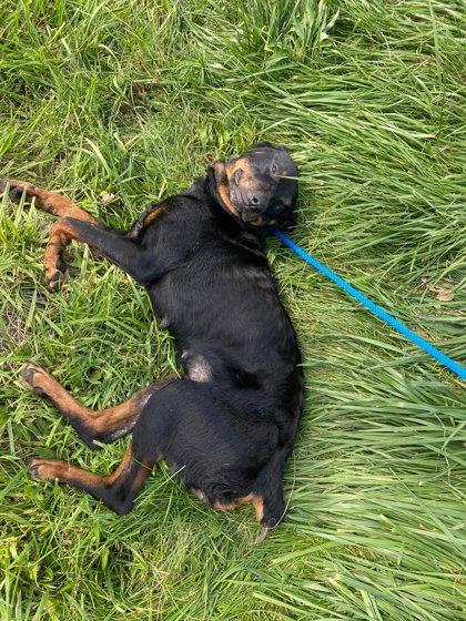 Enlarge Journey, a Adoptable mixed breed in Hobart, IN image 2/3