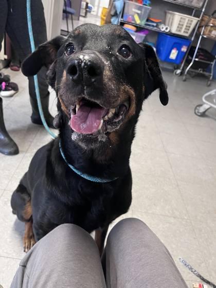 Enlarge Journey, a Adoptable mixed breed in Hobart, IN image 3/3