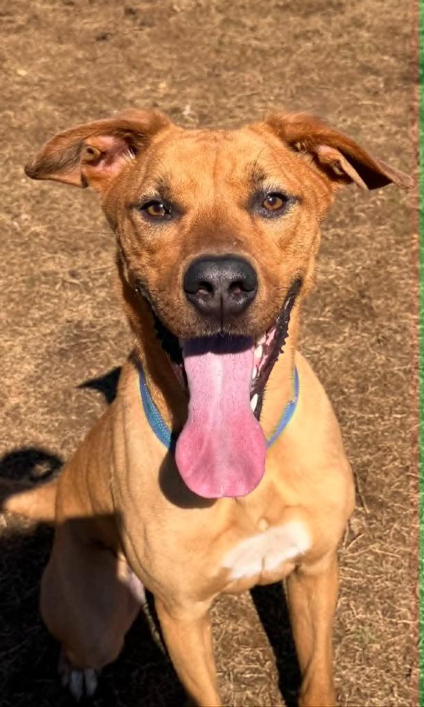 Enlarge Bennie, a Adoptable mixed breed in East Ridge, TN image 1/6