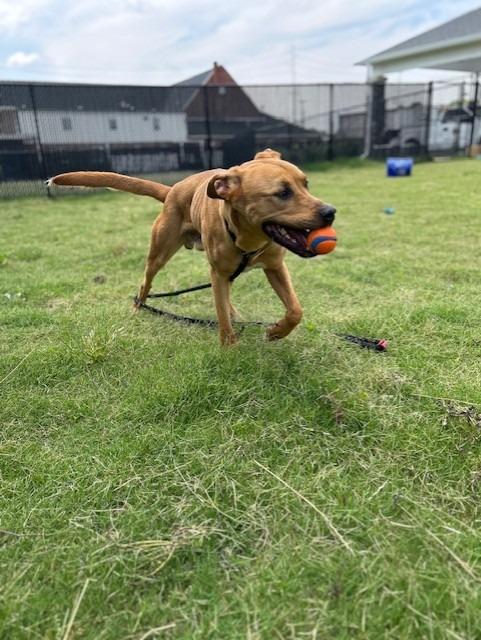 Bennie, Adoptable, Young Male Labrador Retriever.