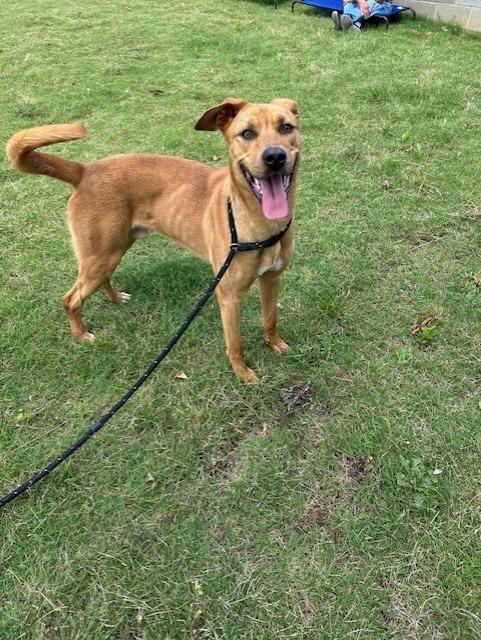 Enlarge Bennie, a Adoptable mixed breed in East Ridge, TN image 2/6