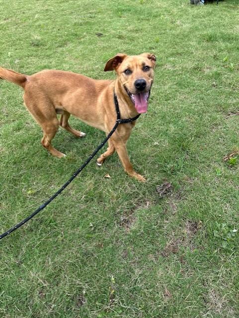 Enlarge Bennie, a Adoptable mixed breed in East Ridge, TN image 2/6
