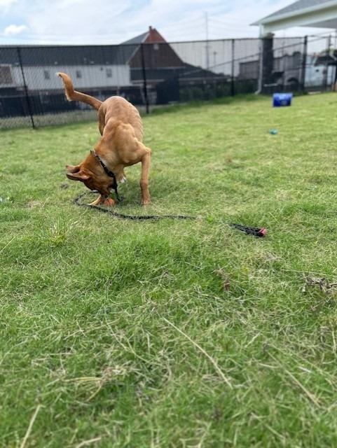Enlarge Bennie, a Adoptable mixed breed in East Ridge, TN image 3/6