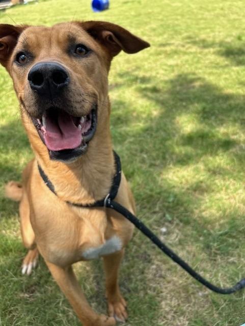 Enlarge Bennie, a Adoptable mixed breed in East Ridge, TN image 3/6