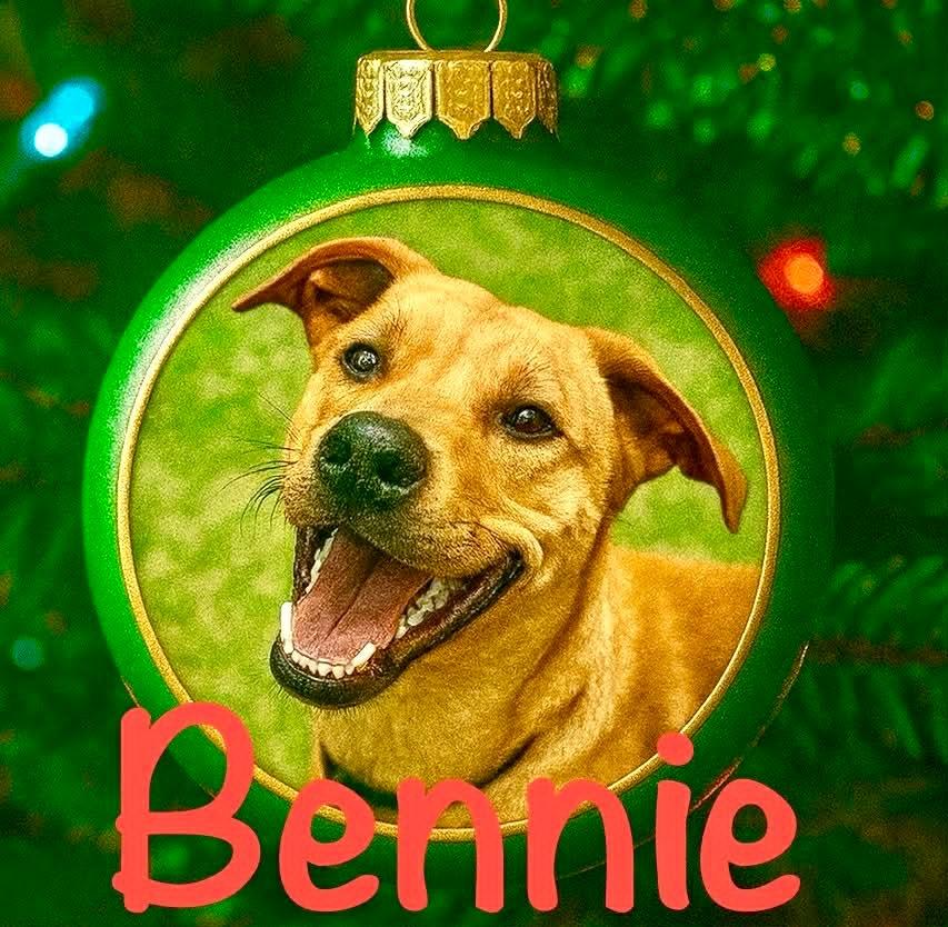 Enlarge Bennie, a Adoptable mixed breed in East Ridge, TN image 4/6