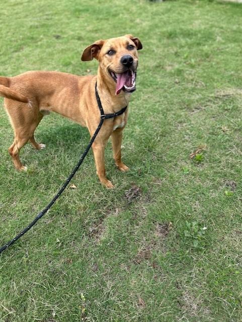 Enlarge Bennie, a Adoptable mixed breed in East Ridge, TN image 4/6