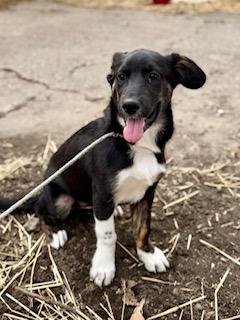Harriet, Adoptable, Puppy Female German Shepherd Dog.