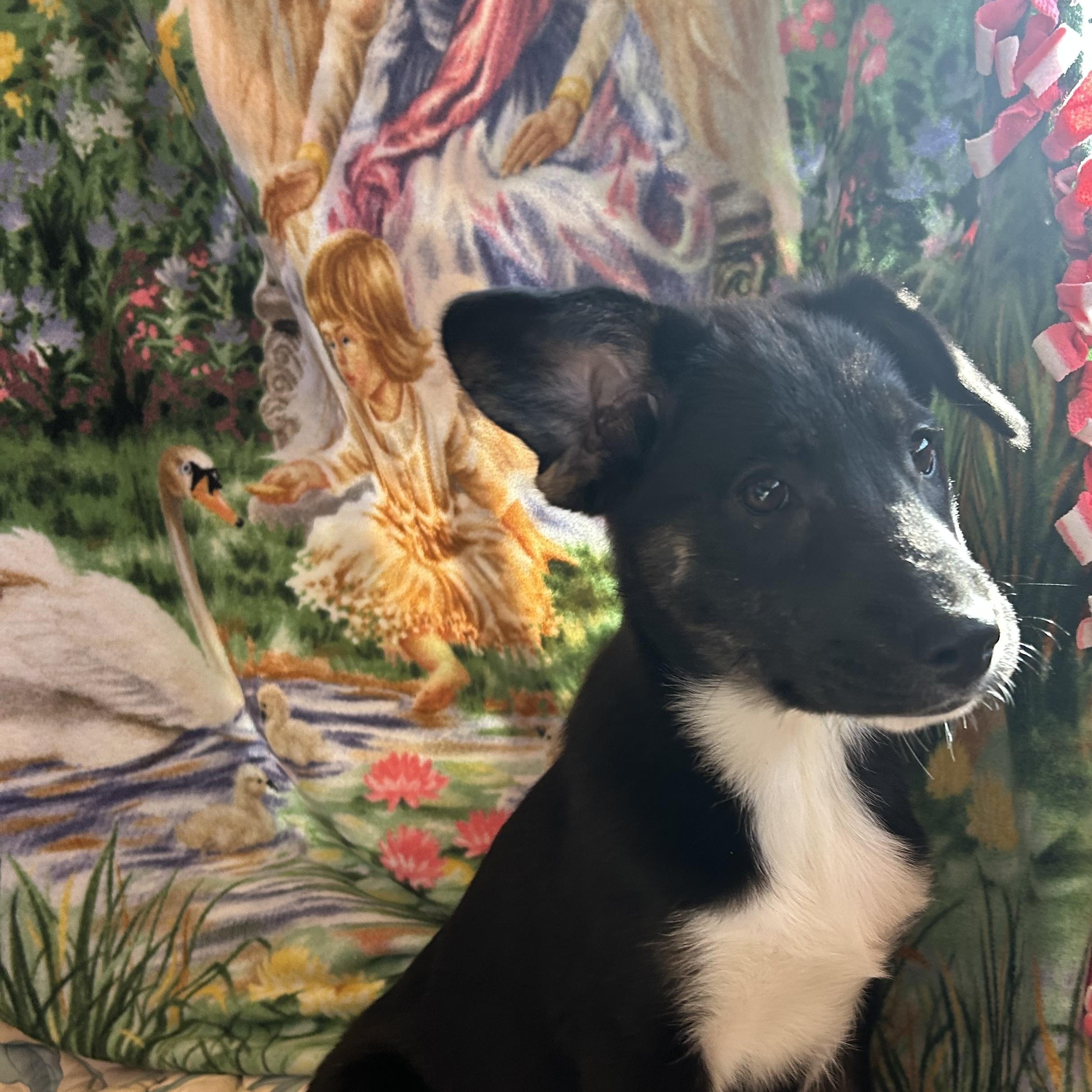 Enlarge Harriet, a Adoptable mixed breed in Madison Heights, MI image 4/4