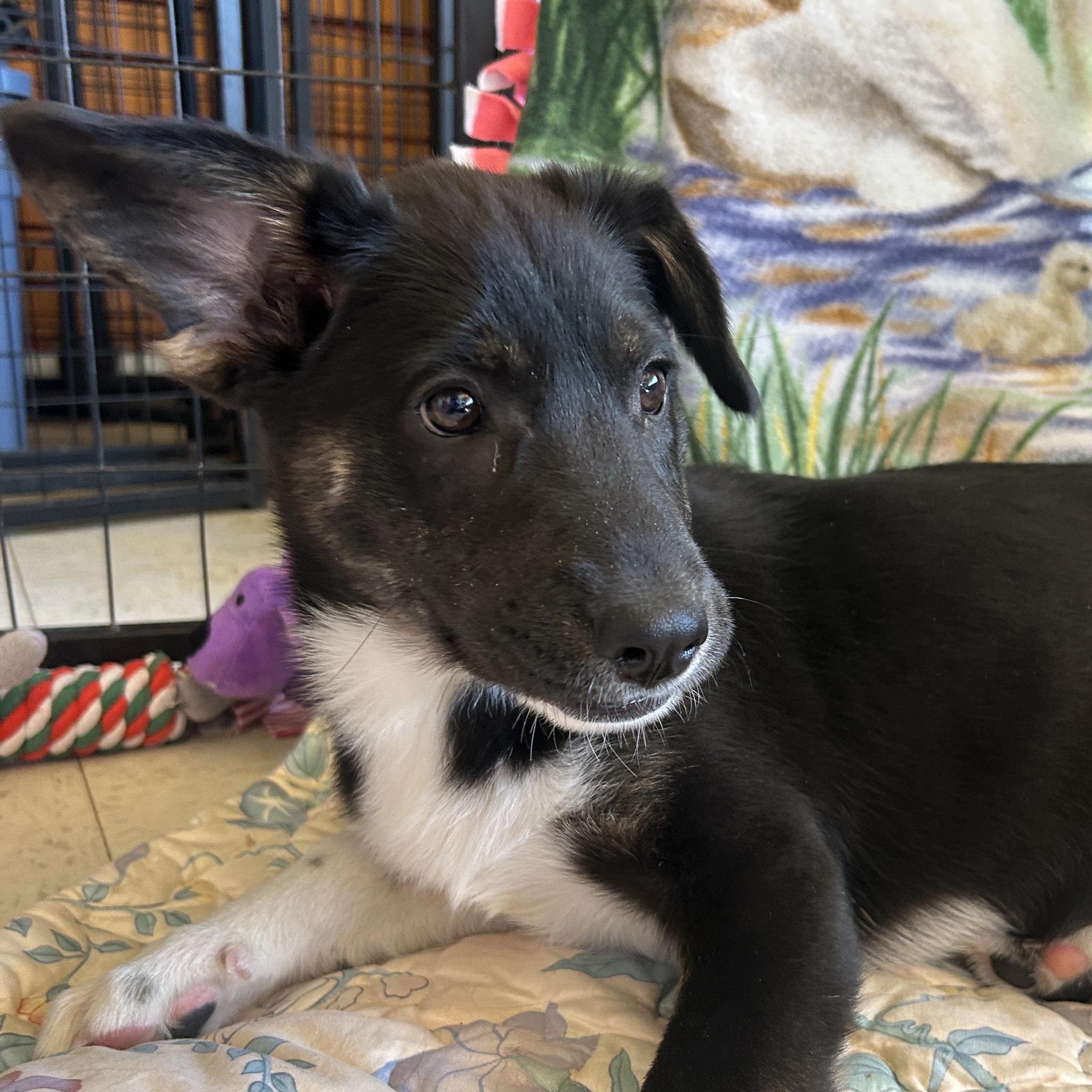 Enlarge Harriet, a Adoptable mixed breed in Madison Heights, MI image 3/4