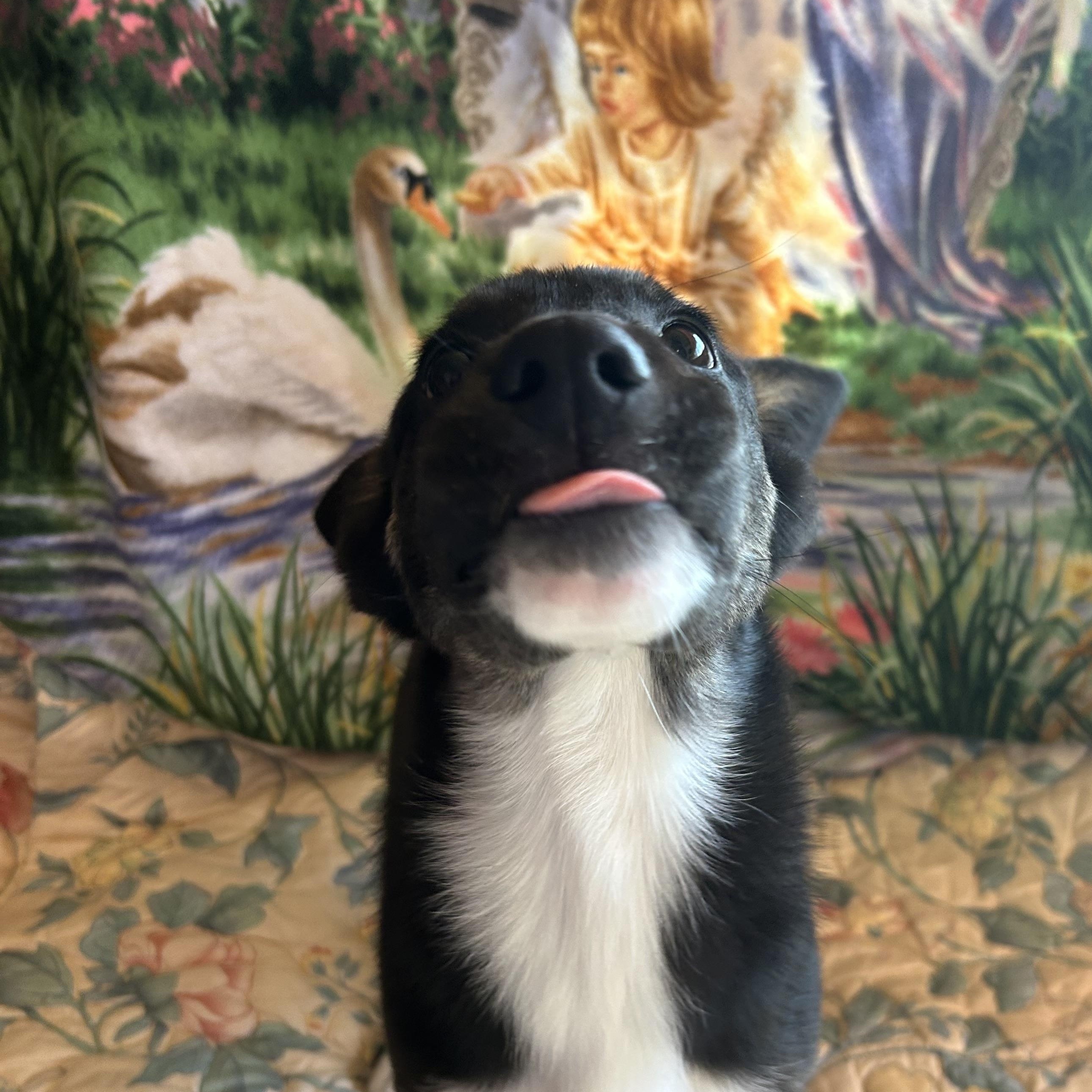 Enlarge Harriet, a Adoptable mixed breed in Madison Heights, MI image 1/4