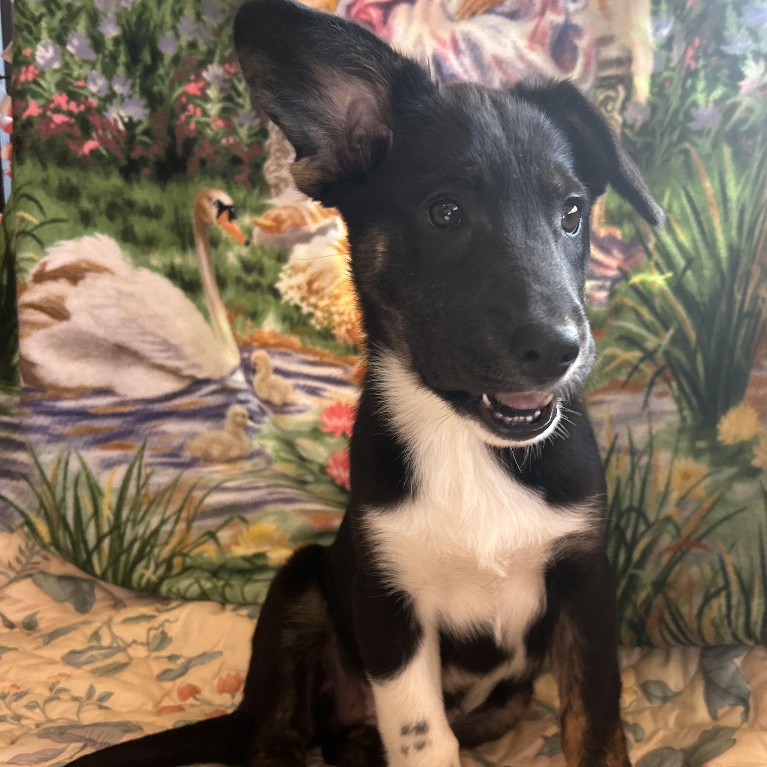 Enlarge Harriet, a Adoptable mixed breed in Madison Heights, MI image 2/4