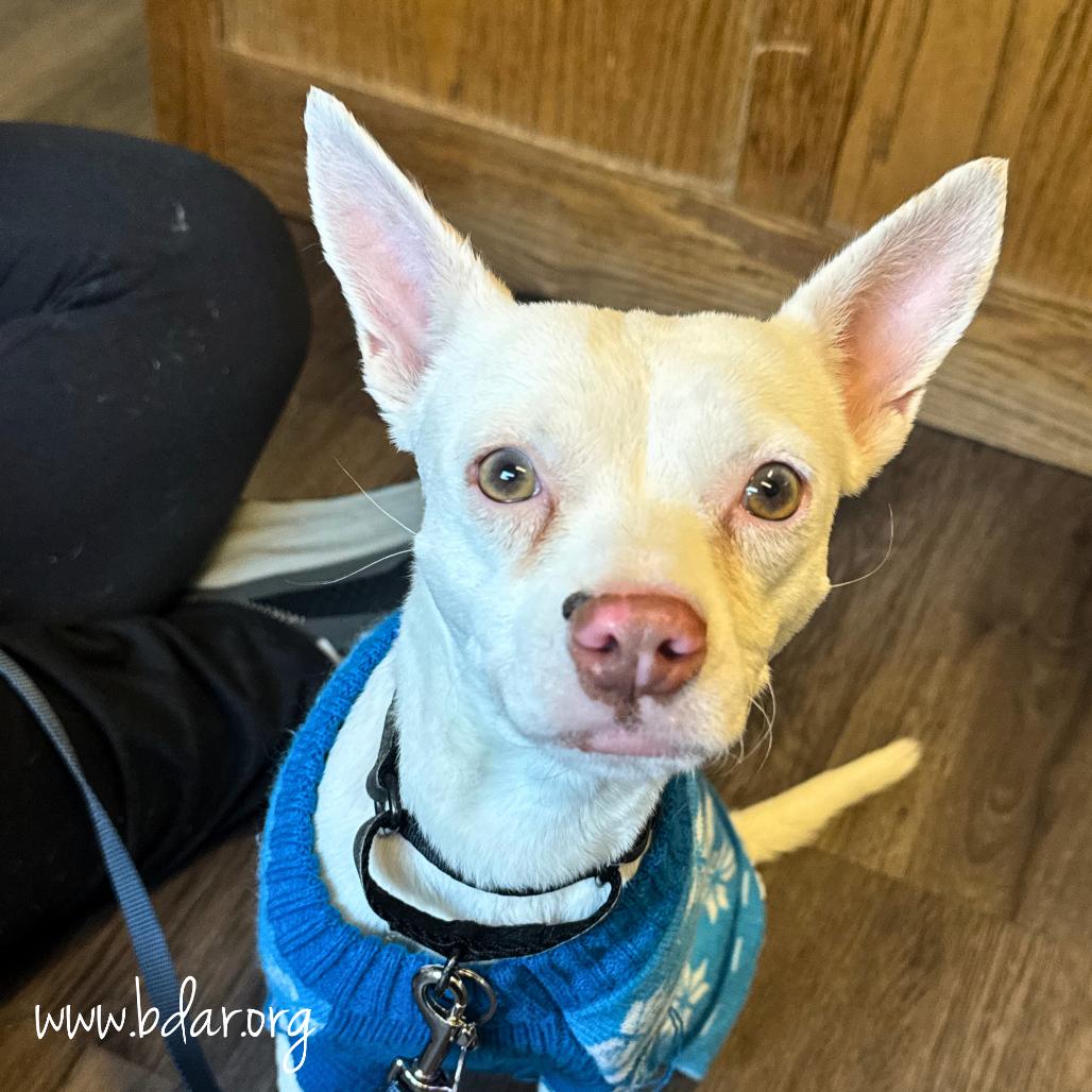 Akuma, Adoptable, Adult Male Chihuahua.