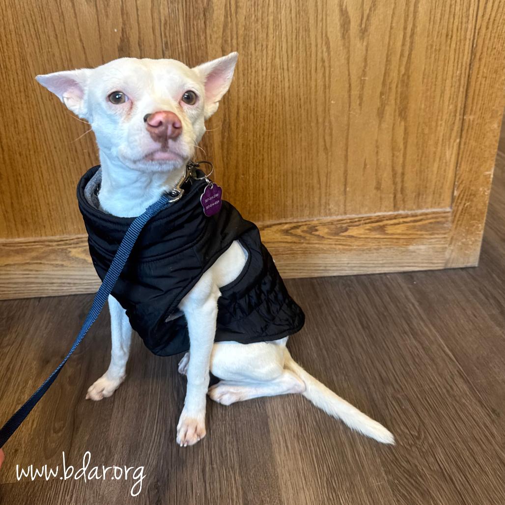 Enlarge Akuma, a Adoptable mixed breed in Cheyenne, WY image 2/6