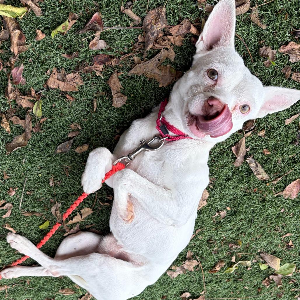 Enlarge Akuma, a Adoptable mixed breed in Cheyenne, WY image 3/6