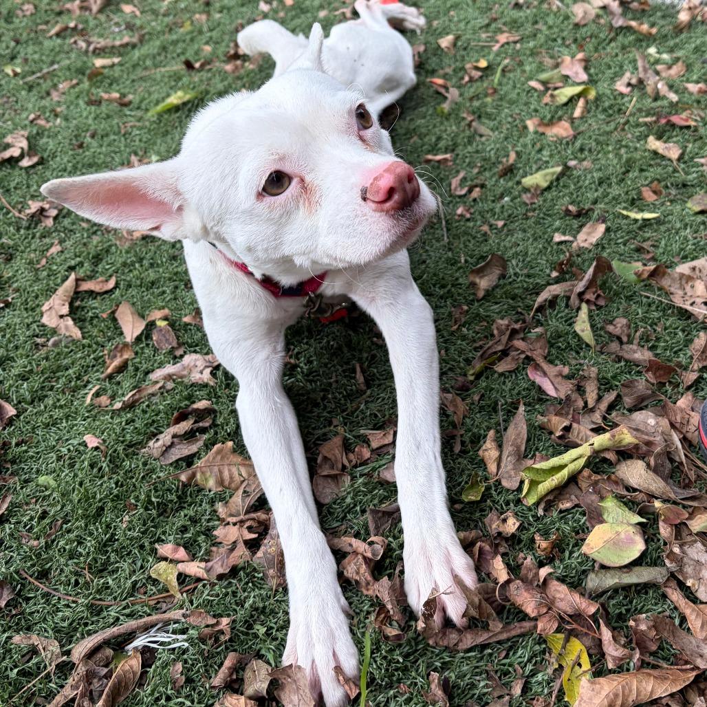 Enlarge Akuma, a Adoptable mixed breed in Cheyenne, WY image 4/6
