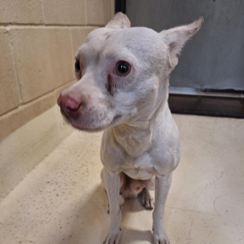 Enlarge Akuma, a Adoptable mixed breed in Cheyenne, WY image 5/6