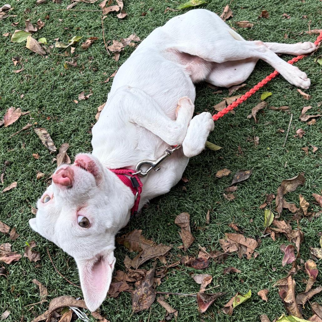 Enlarge Akuma, a Adoptable mixed breed in Cheyenne, WY image 6/6