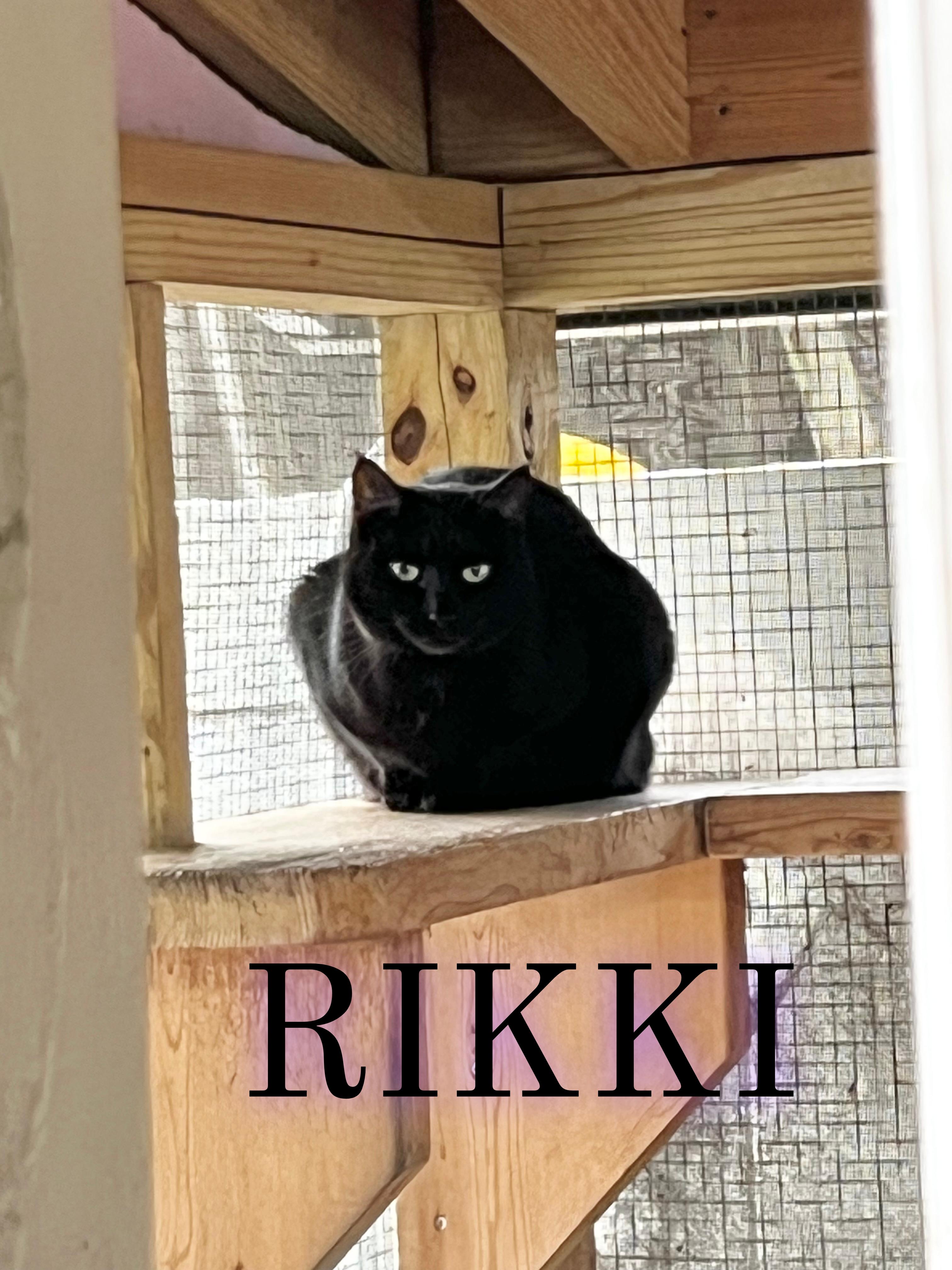 Rikki & Sylvia, a Adoptable mixed breed in Pompton Plains, NJ image 2/4