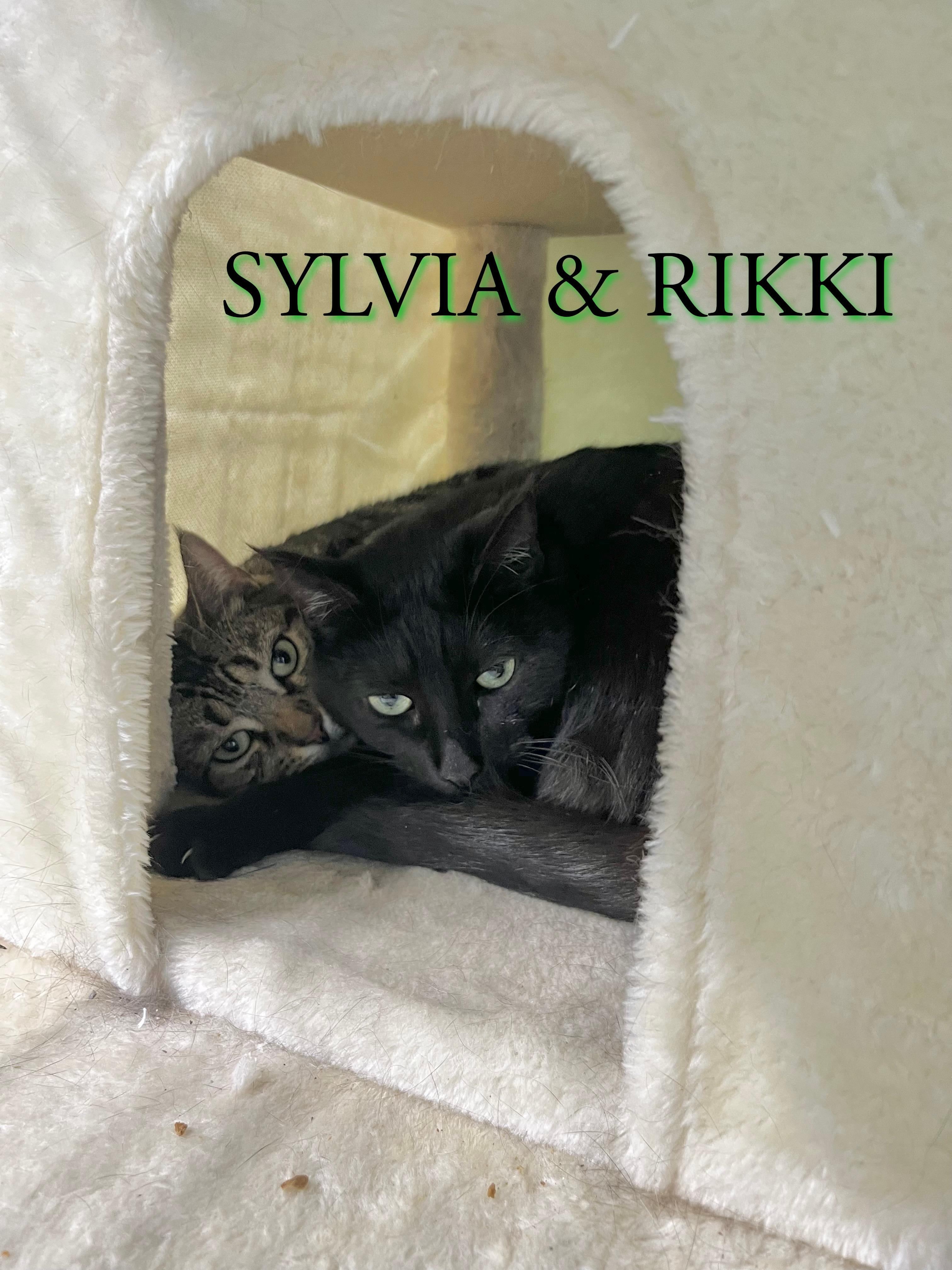 Rikki & Sylvia, a Adoptable mixed breed in Pompton Plains, NJ image 4/4