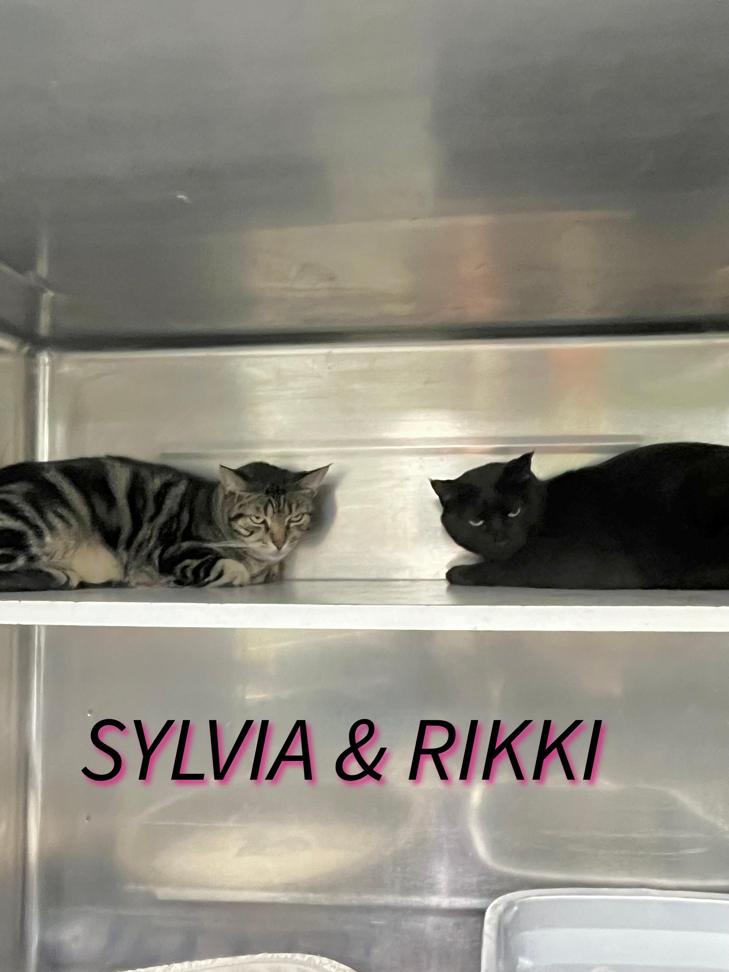 Enlarge Rikki & Sylvia, a Adoptable mixed breed in Pompton Plains, NJ image 1/1