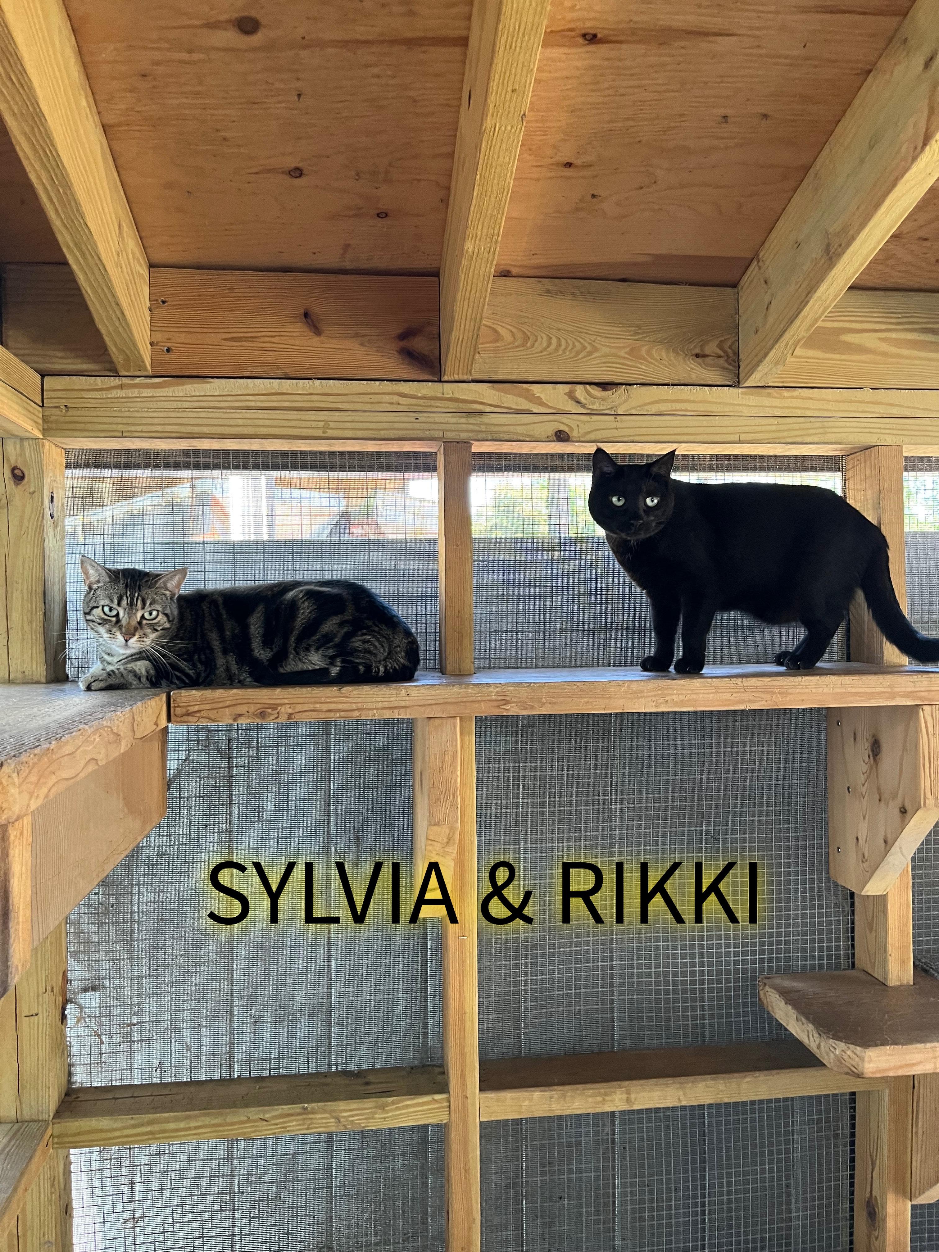 Rikki & Sylvia, a Adoptable mixed breed in Pompton Plains, NJ image 1/4
