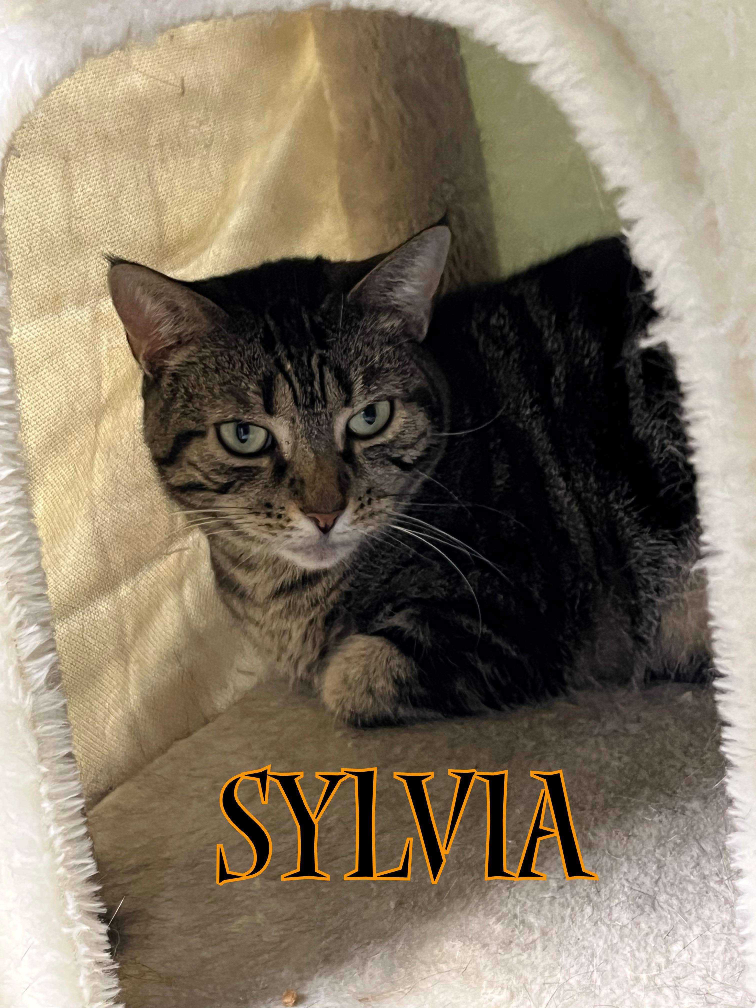 Rikki & Sylvia, a Adoptable mixed breed in Pompton Plains, NJ image 3/4