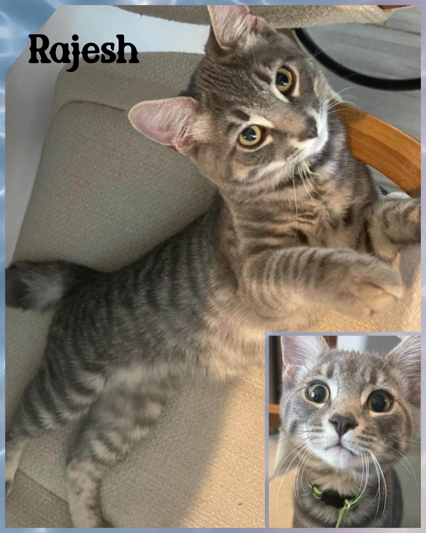 Rajesh, an adoptable Domestic Short Hair, Tabby in Pasco, WA, 99301 | Photo Image 1