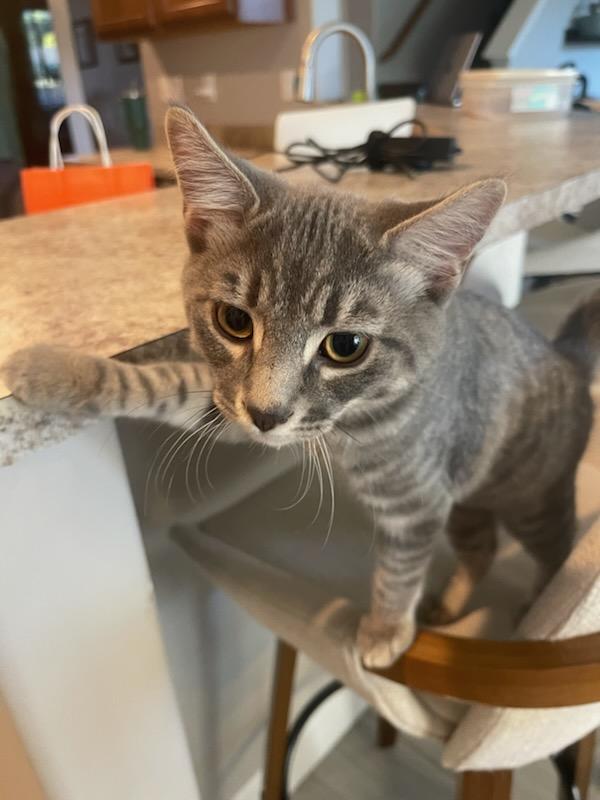 Rajesh, an adoptable Domestic Short Hair, Tabby in Pasco, WA, 99301 | Photo Image 5