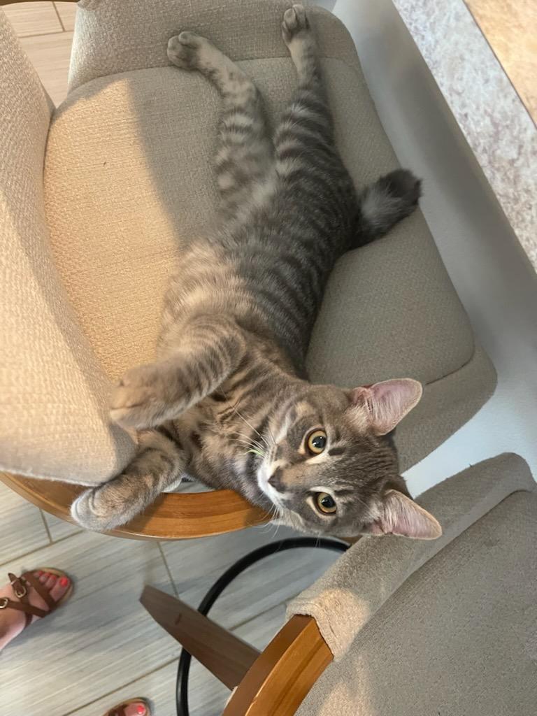 Rajesh, an adoptable Domestic Short Hair, Tabby in Pasco, WA, 99301 | Photo Image 2