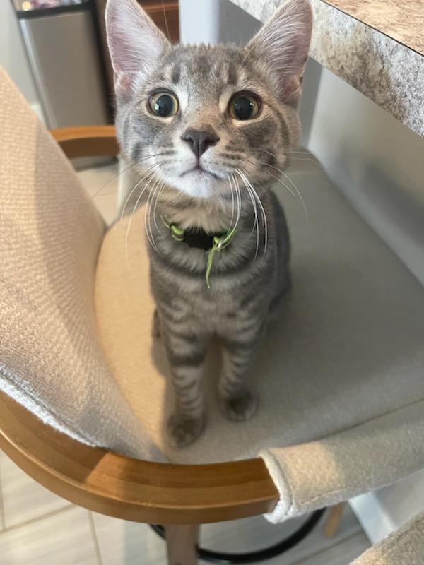 Rajesh, an adoptable Domestic Short Hair, Tabby in Pasco, WA, 99301 | Photo Image 3