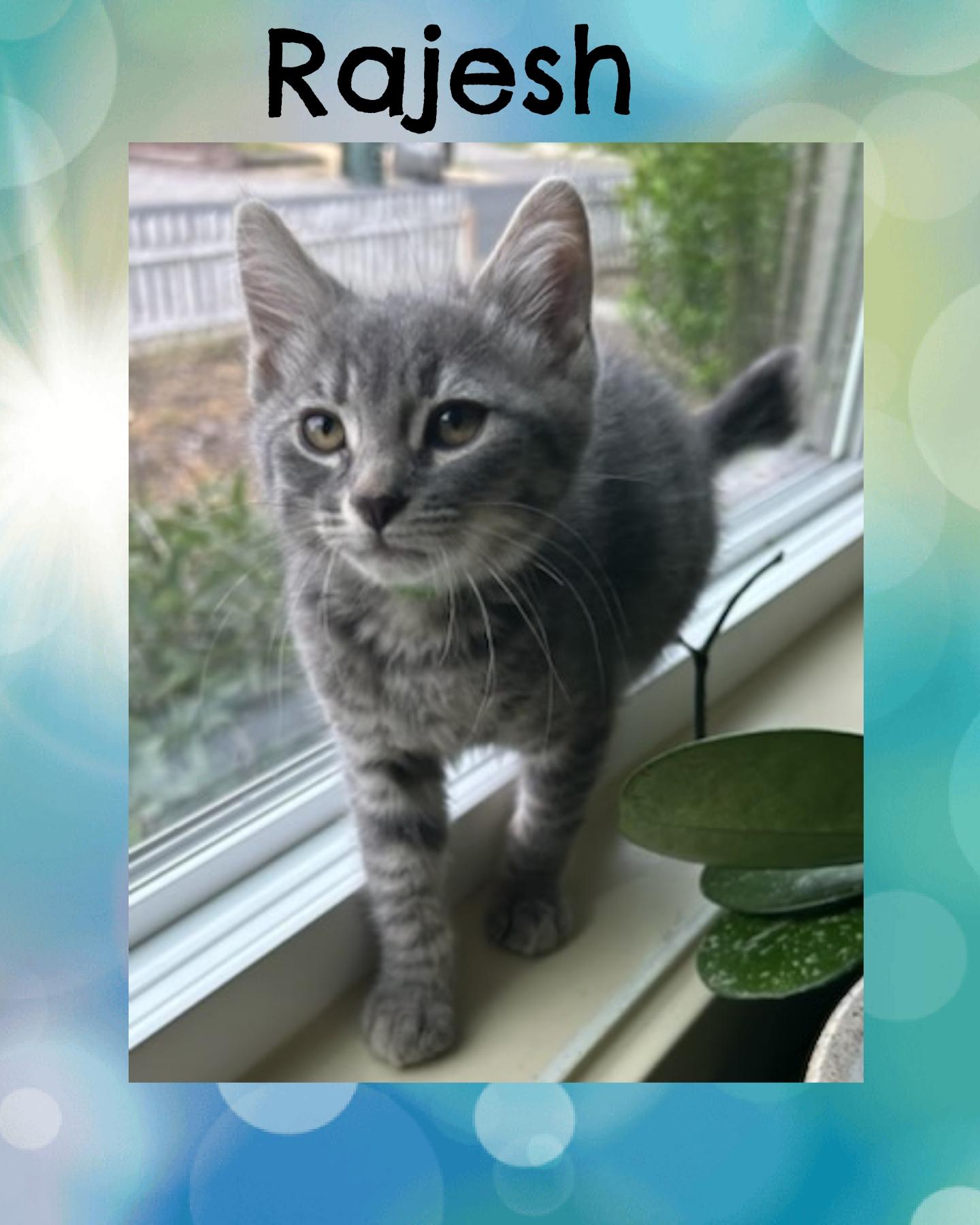 Rajesh, an adoptable Domestic Short Hair, Tabby in Pasco, WA, 99301 | Photo Image 6